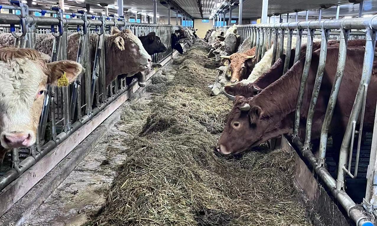 All You Need to Know about Cattle Feeding | Sveaverken